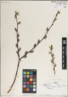 Foto von Salix karelinii Turcz. ex Stschegl.